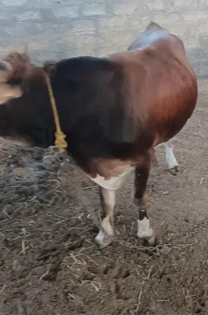 عجل جيرسي العمر أقل من سنتين بأيام