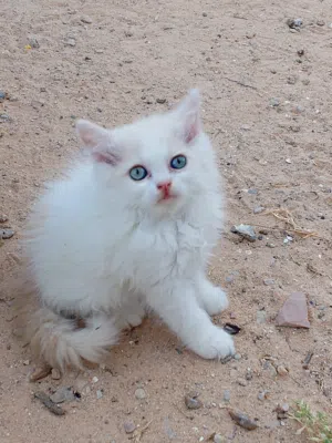 ذكر شيرازي عمر شهر ونص