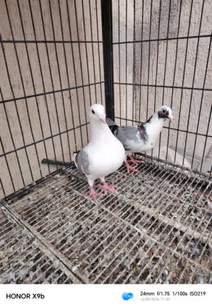 زوز كوبيات
