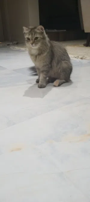 قط نصف شيرازي انثى
