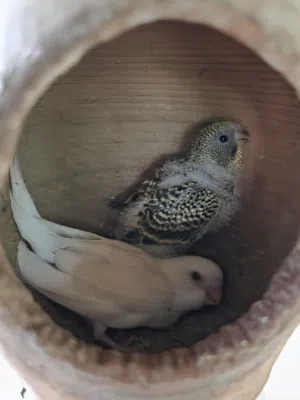 طيور بادجي فروخ للبيع