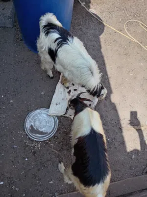 سبحان الله 