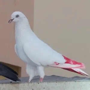 pigeon .