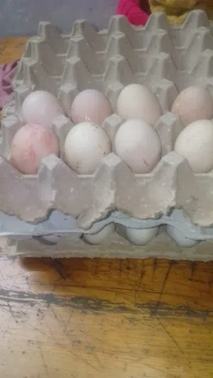 بيض بلادي للاكل