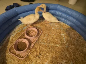 بط تربية منزل، ببلاش