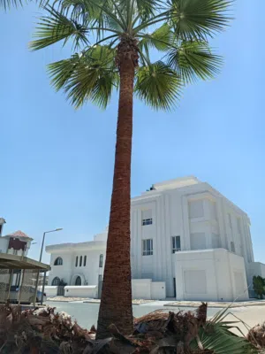 حدائق ونخيل وأشجار