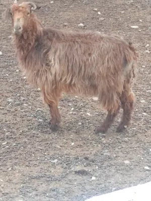 شاه محلية  أصل للبيع العمر ثلاثه سنوات تقريبا