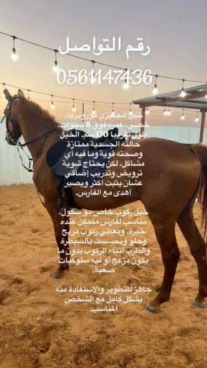 خيل ثوربريد انقليزي للبيع