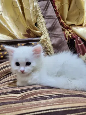 عروضنا غير