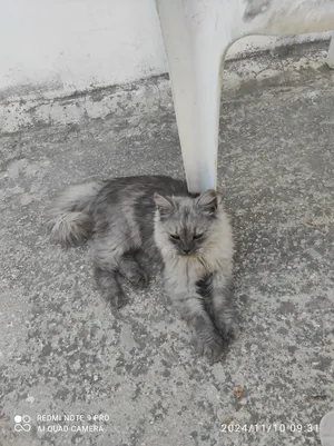 Persian1