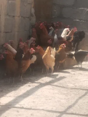 دجاج عماني