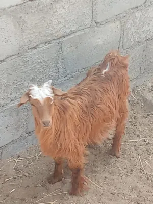 للبيع: تيس عماني فول سمنه العمر : 4 او 5 شهور تقريبا