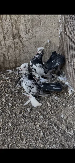 السلام وعليكم متاح 3 ازواج كرنكو