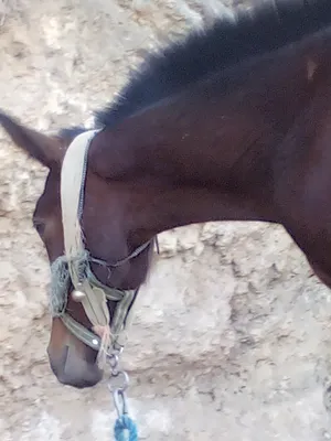 ‏خيل‏2