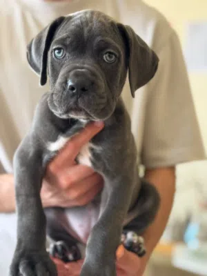 Cane Corso