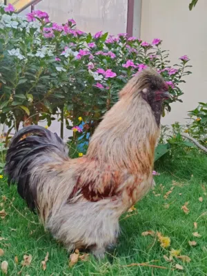 ديك سلكي 5 اصابع