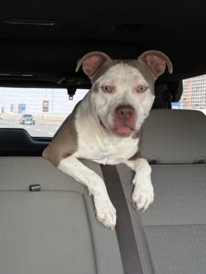 Dog for new family