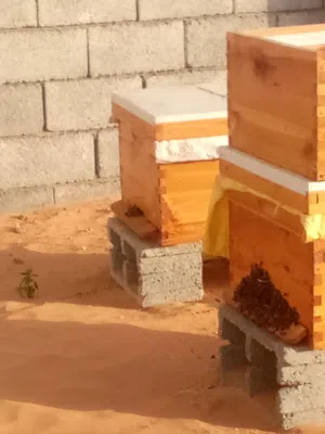 ثلاثة خلايا نحل ل جديدة لبيع كاملة بالنحل حجم اثنى عشر برواز