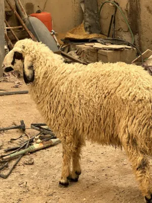 السلام عليكم طلي يرهم ضحيه