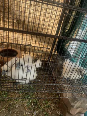 Silly Chicks for sale