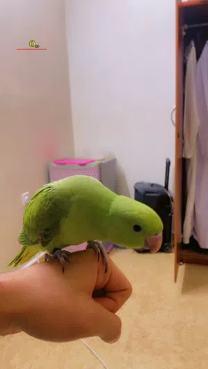 ببغاء الذره