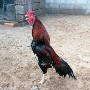 طيور باكستانية 
