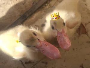 بط بعمر شهر