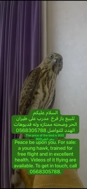 للبيع باز مدرب على الهدد وأموره طيبه