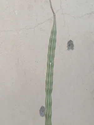 شوع لصنع الزيوت