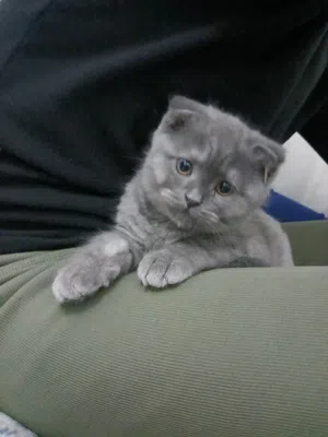 قط ذكر سكوتش فولد عمر 3 اشهر (رمادي)