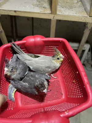 متاح افراخ كوكتيل زق ونثيه جاهزه وتك ما معرف الجنس ماله سعر الفراخ تك 30 والنثيه ب40