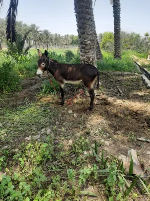 الباطنه الخابوره