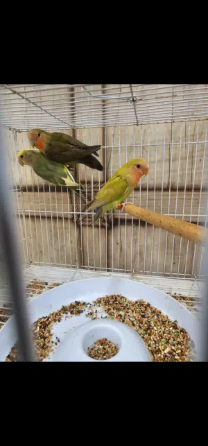 طيور روز مايعضن يخافن