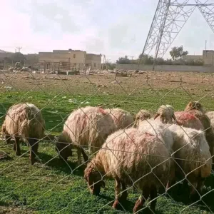 عرض لمدة 48 ساعةة حلال بلدي عقائق_ نذر مجنوي_ لجميع المناسبات يوجد جميع الأوزان بالصلاة على النبي