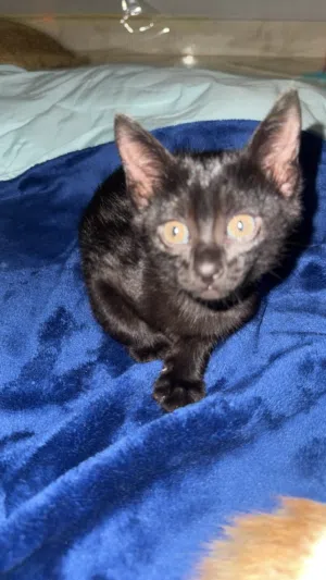 قطط صغيرة للتبني