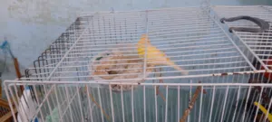 طيره كنار جزريه الصلاه عالنبي الطيره فل وشغال ومضمونه تحتيها اربع بيضات كانت مع فحل البيع مع البيض