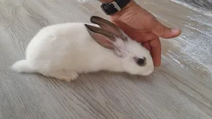 Rabbits2