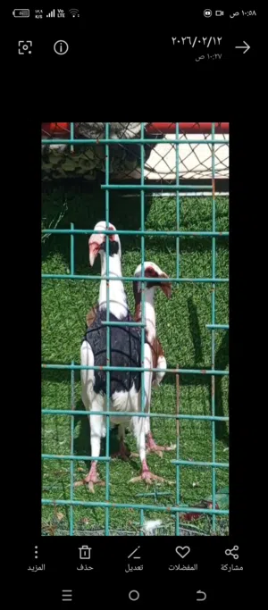 جوز اسكندرون اول خيره