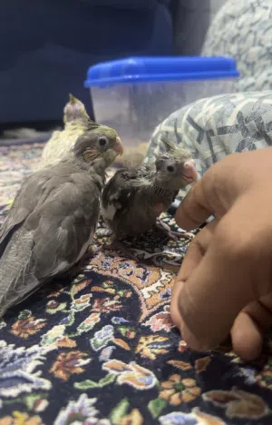 للبيع فروخ كوكتيل العمر 3اسابيع