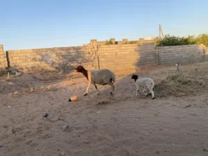 نعجه تحتها فطيمه