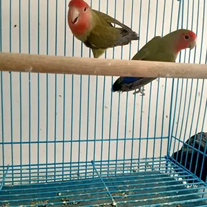 Parrots0