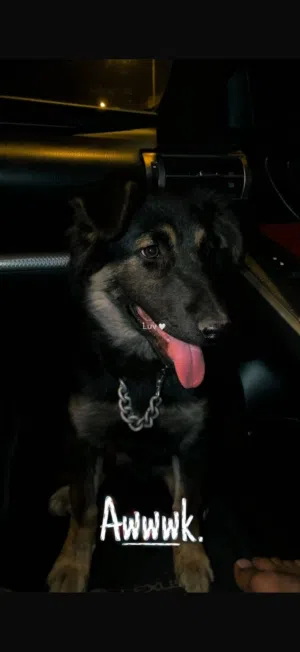 كلب جيرمن عمره 4 شهور للبيع