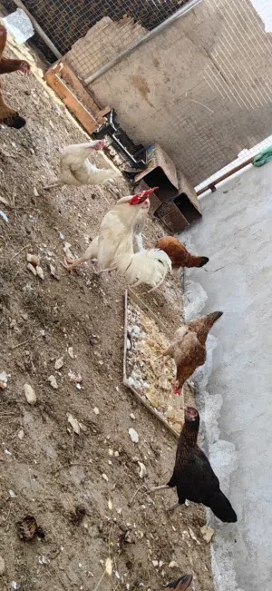 للبيع دجاج كبار