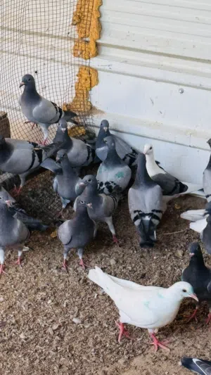 للبيع طبات حمام زاجل صحتهم فوق الطيبه واحجام