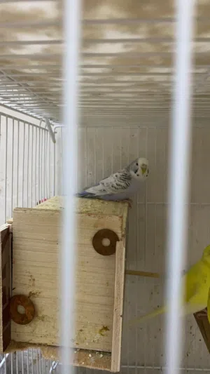 طيور حب بادجي