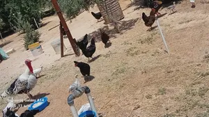 Chickens1