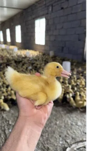 متاح افراخ بشوش