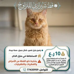قط شيرازي للتزاوج