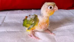 baby pineapple conure double red factor