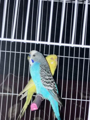 زوج بقالينو الانتى لاتينو عين حمره